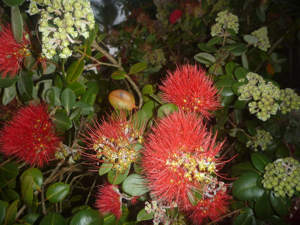 Pohutukawa Coast Bnb Te Puru Екстериор снимка